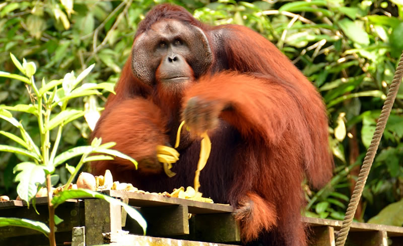 Orang Utan at Semonggoh Nature Reserve. Photo by STB