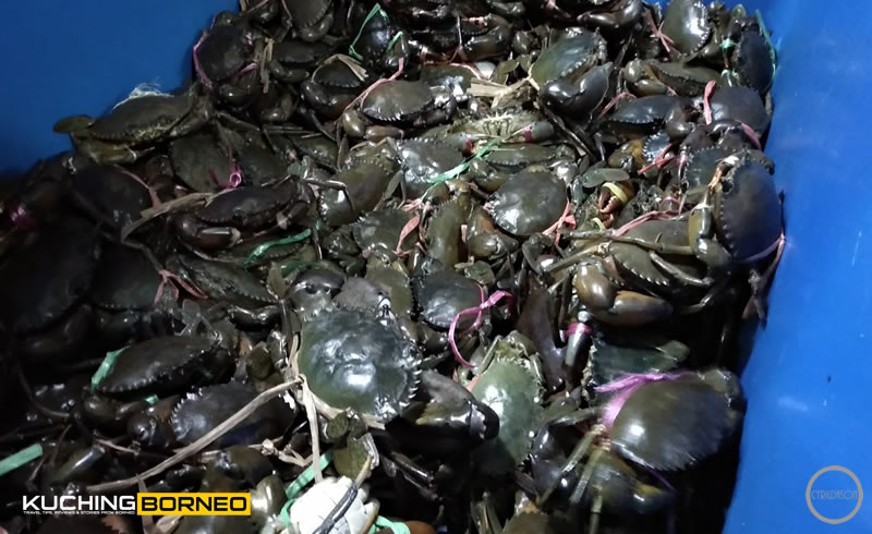 A lot more crabs at Muara Tebas Seafood