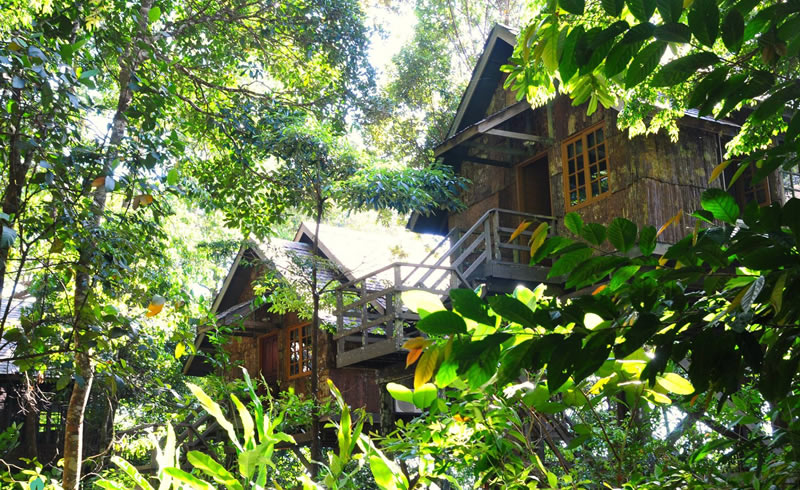 The Feeding Tree Picture Of Permai Rainforest Resort Kuching Tripadvisor